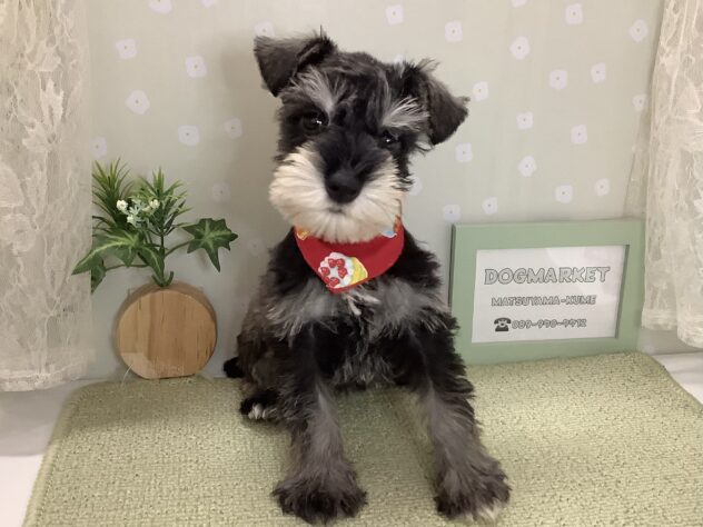 愛媛県のミニチュアシュナウザー (アミーゴ松山久米店/2026年2月2日生まれ/女の子/ソルトペッパー)の子犬の3枚目の画像