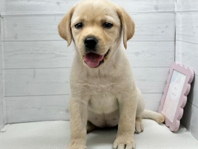 徳島県のラブラドールレトリーバー (アミーゴ徳島店/2026年2月10日生まれ/女の子/イエロー)の子犬の1枚目の画像