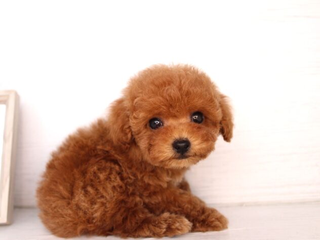 兵庫県のポメラニアン (ペット・プラザ アミーゴ神戸灘店/2026年2月5日生まれ/女の子/レッドフォーン)の子犬の3枚目の画像