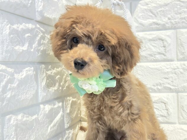 香川県のトイプードル(トイ) (ワンキャラット アミーゴ丸亀店/2025年12月17日生まれ/男の子/レッドフォーン)の子犬の2枚目の画像