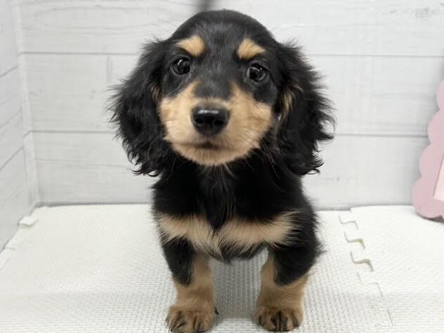 徳島県のミニチュアダックスフンド(ロング) (アミーゴ徳島店/2026年2月24日生まれ/男の子/ブラックタン)の子犬の3枚目の画像