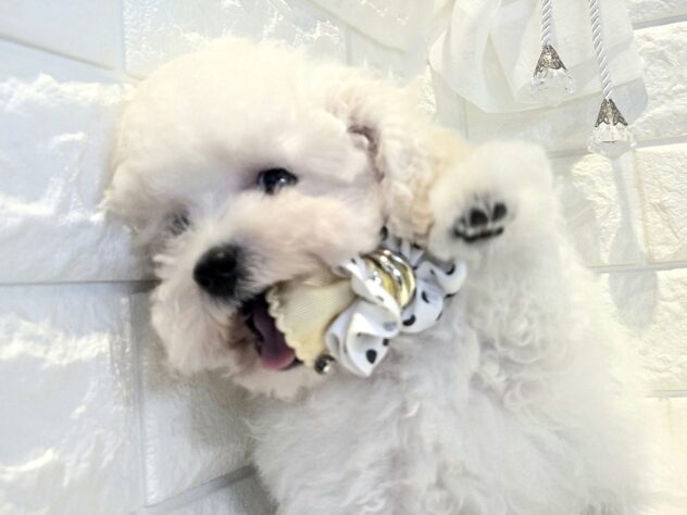 香川県のトイプードル(トイ) (ワンキャラット アミーゴ丸亀店/2026年1月18日生まれ/女の子/ホワイト)の子犬の3枚目の画像