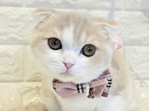 香川県のスコティッシュフォールド (ワンキャラット アミーゴ丸亀店/2026年1月8日生まれ/女の子/クリームタビーホワイト)の子猫の1枚目の画像