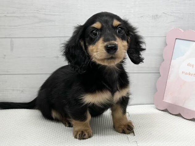 徳島県のミニチュアダックスフンド(ロング) (アミーゴ徳島店/2026年2月24日生まれ/男の子/ブラックタン)の子犬の2枚目の画像