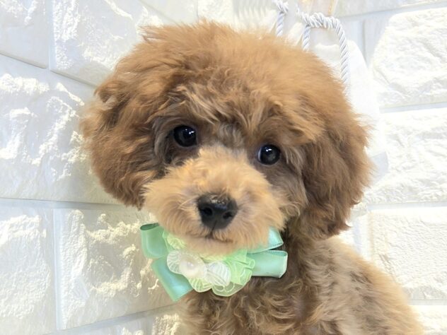 香川県のトイプードル(トイ) (ワンキャラット アミーゴ丸亀店/2025年12月17日生まれ/男の子/レッドフォーン)の子犬の1枚目の画像