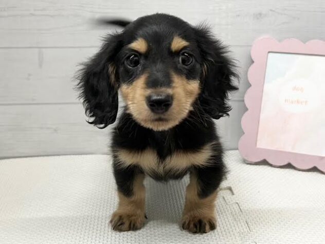 徳島県のミニチュアダックスフンド(ロング) (アミーゴ徳島店/2026年2月24日生まれ/男の子/ブラックタン)の子犬の1枚目の画像