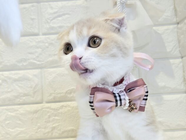 香川県のスコティッシュフォールド (ワンキャラット アミーゴ丸亀店/2026年1月8日生まれ/女の子/クリームタビーホワイト)の子猫の4枚目の画像