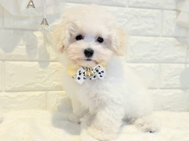 香川県のトイプードル(トイ) (ワンキャラット アミーゴ丸亀店/2026年1月18日生まれ/女の子/ホワイト)の子犬の2枚目の画像