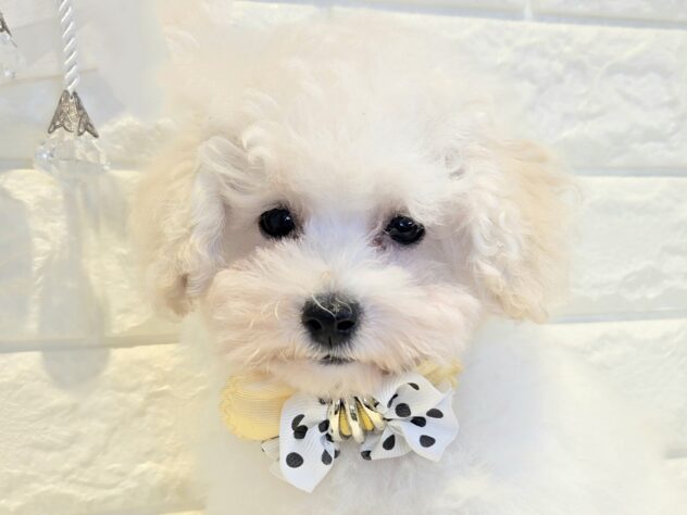 香川県のトイプードル(トイ) (ワンキャラット アミーゴ丸亀店/2026年1月18日生まれ/女の子/ホワイト)の子犬の1枚目の画像