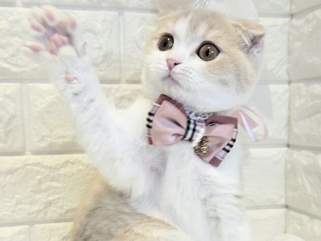 香川県のスコティッシュフォールド (ワンキャラット アミーゴ丸亀店/2026年1月8日生まれ/女の子/クリームタビーホワイト)の子猫の3枚目の画像