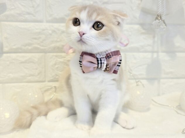 香川県のスコティッシュフォールド (ワンキャラット アミーゴ丸亀店/2026年1月8日生まれ/女の子/クリームタビーホワイト)の子猫の2枚目の画像