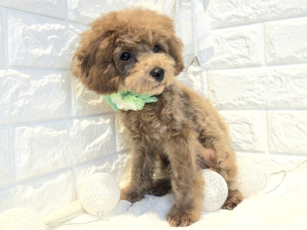 香川県のトイプードル(トイ) (ワンキャラット アミーゴ丸亀店/2025年12月17日生まれ/男の子/レッドフォーン)の子犬の3枚目の画像