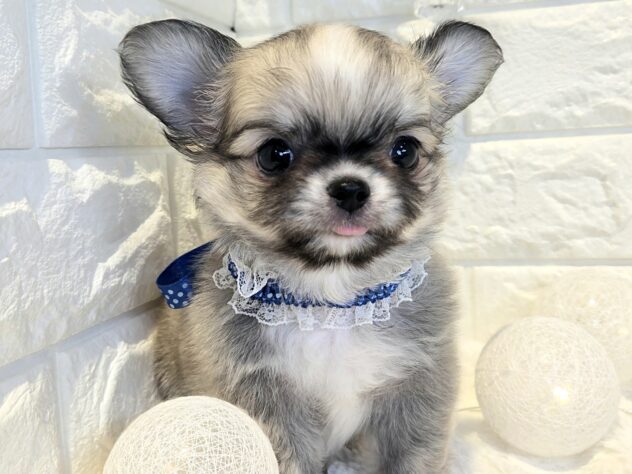 香川県のチワワ(ロング) (ワンキャラット アミーゴ丸亀店/2026年2月27日生まれ/女の子/レッドホワイト)の子犬の1枚目の画像