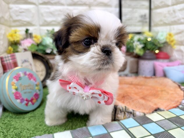 兵庫県のシーズー (ワンキャラット アミーゴ姫路花田店/2026年2月26日生まれ/女の子/ゴールドホワイト)の子犬の4枚目の画像