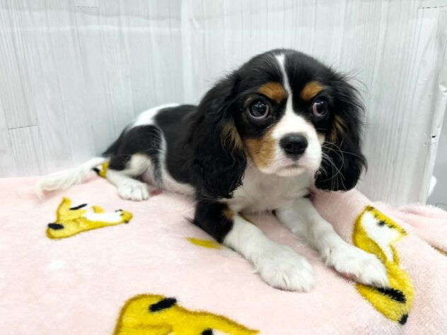 徳島県のキャバリアキングチャールズスパニエル (アミーゴ北島店/2026年2月16日生まれ/女の子/トライカラー)の子犬の4枚目の画像