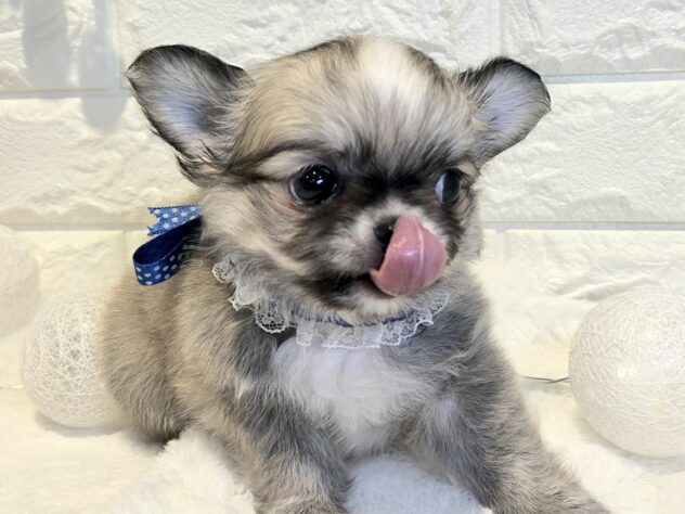 香川県のチワワ(ロング) (ワンキャラット アミーゴ丸亀店/2026年2月27日生まれ/女の子/レッドホワイト)の子犬の2枚目の画像