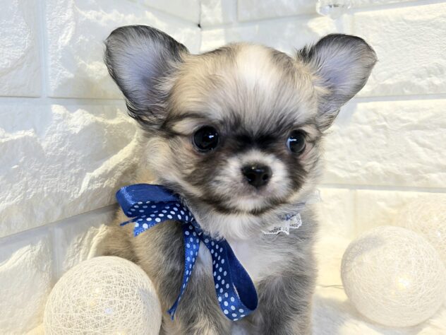 香川県のチワワ(ロング) (ワンキャラット アミーゴ丸亀店/2026年2月27日生まれ/女の子/レッドホワイト)の子犬の3枚目の画像