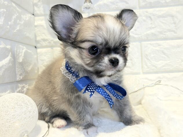 香川県のチワワ(ロング) (ワンキャラット アミーゴ丸亀店/2026年2月27日生まれ/女の子/レッドホワイト)の子犬の4枚目の画像