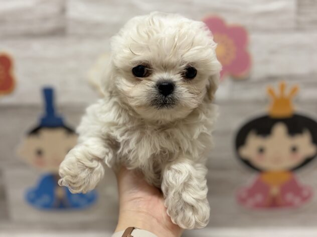 岩手県のハーフ犬・ミックス犬 (アミーゴ一関店/2026年1月25日生まれ/女の子/クリーム)の子犬