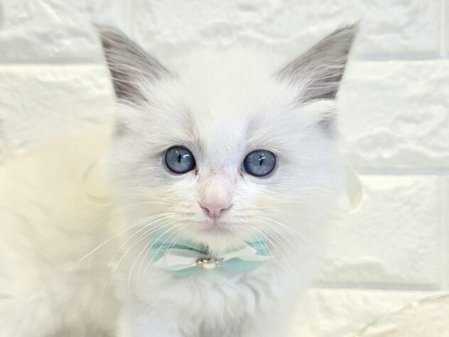 香川県のラグドール (ワンキャラット アミーゴ丸亀店/2026年3月2日生まれ/女の子/ブルーポイントバイカラー)の子猫の1枚目の画像