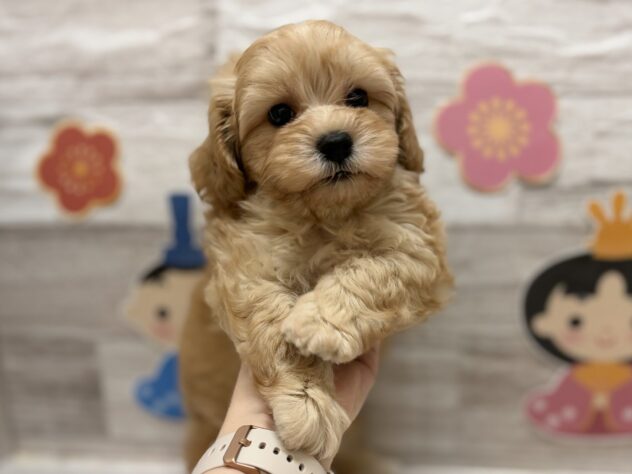 岩手県のハーフ犬・ミックス犬 (アミーゴ一関店/2026年1月28日生まれ/男の子/クリーム)の子犬