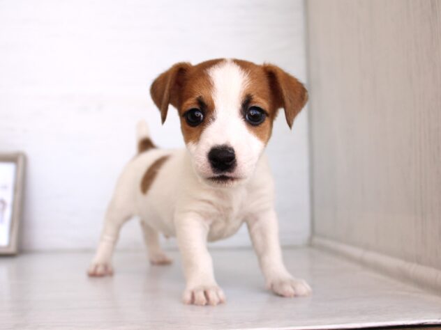 兵庫県のジャックラッセルテリア (ペット・プラザ アミーゴ神戸灘店/2026年2月8日生まれ/男の子/ホワイトタン)の子犬の1枚目の画像