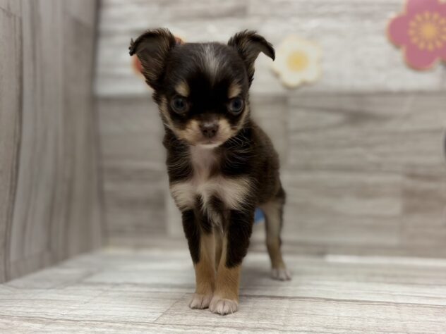 岩手県のハーフ犬・ミックス犬 (アミーゴ一関店/2026年1月8日生まれ/男の子/チョコレートタン)の子犬