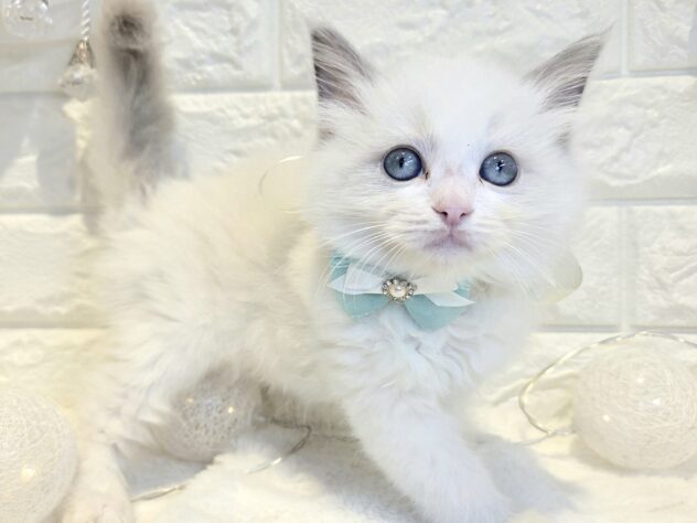 香川県のラグドール (ワンキャラット アミーゴ丸亀店/2026年3月2日生まれ/女の子/ブルーポイントバイカラー)の子猫の3枚目の画像