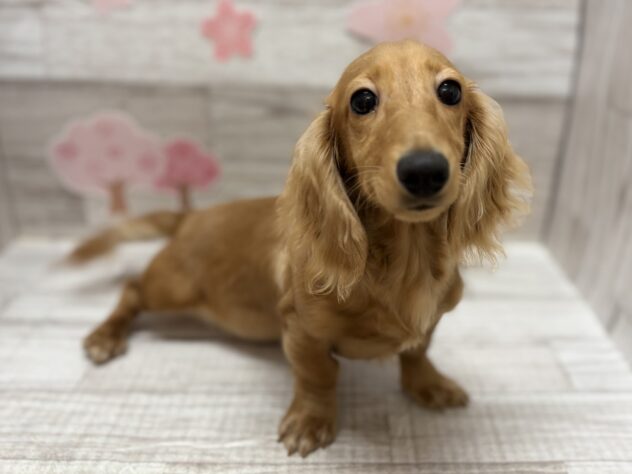 岩手県のミニチュアダックスフンド(ロング) (アミーゴ一関店/2025年10月23日生まれ/女の子/ゴールド)の子犬