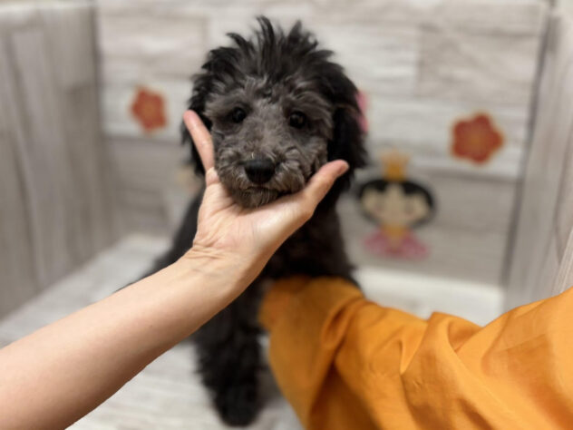 岩手県のトイプードル(トイ) (アミーゴ一関店/2025年11月19日生まれ/男の子/シルバー)の子犬