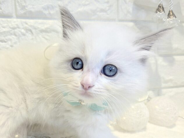 香川県のラグドール (ワンキャラット アミーゴ丸亀店/2026年3月2日生まれ/女の子/ブルーポイントバイカラー)の子猫の2枚目の画像