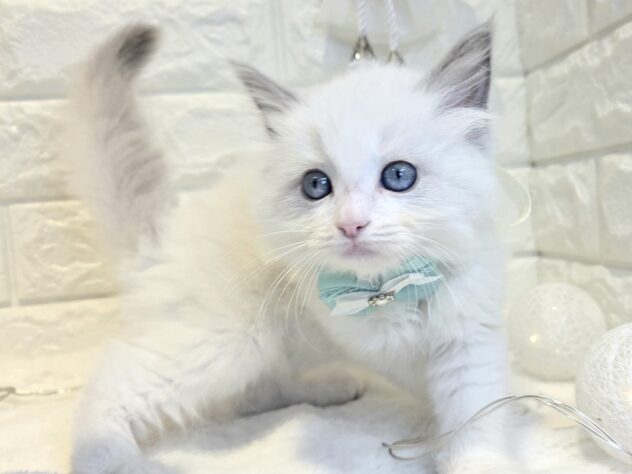 香川県のラグドール (ワンキャラット アミーゴ丸亀店/2026年3月2日生まれ/女の子/ブルーポイントバイカラー)の子猫の4枚目の画像