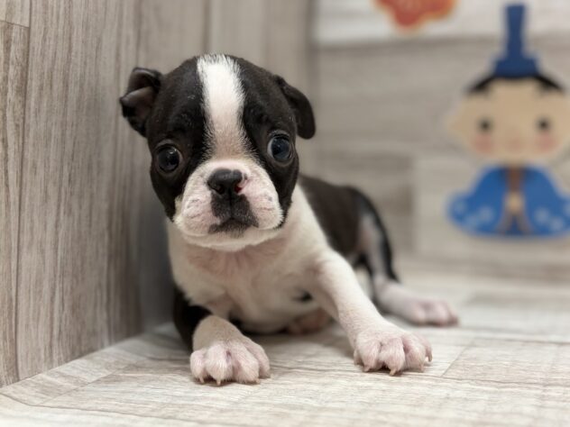 岩手県のボストンテリア (アミーゴ一関店/2026年1月27日生まれ/男の子/ボストンカラー)の子犬