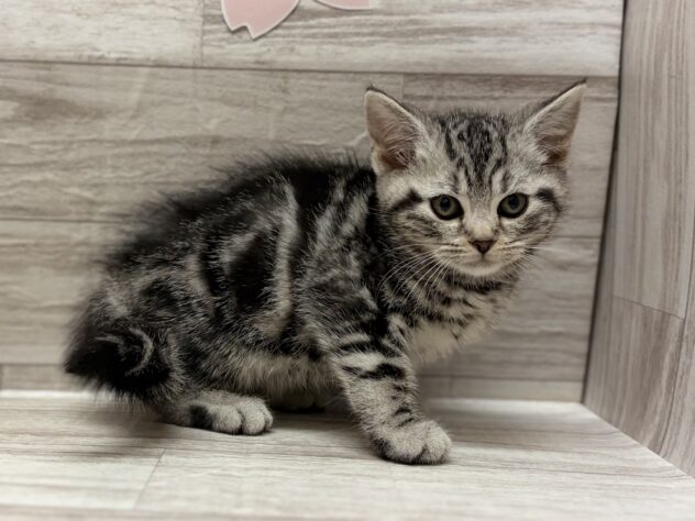 岩手県のアメリカンショートヘアー (アミーゴ一関店/2026年2月3日生まれ/男の子/シルバータビー)の子猫