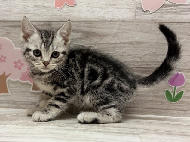 岩手県のアメリカンショートヘアー (アミーゴ一関店/2026年2月3日生まれ/男の子/シルバータビー)の子猫