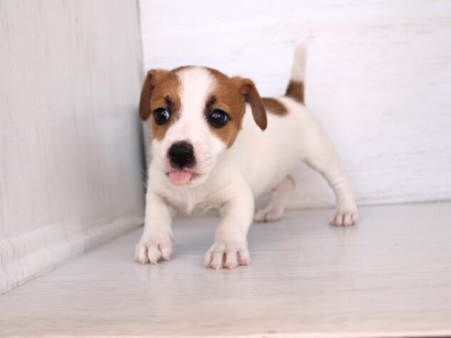 兵庫県のジャックラッセルテリア (ペット・プラザ アミーゴ神戸灘店/2026年2月8日生まれ/男の子/ホワイトタン)の子犬の4枚目の画像