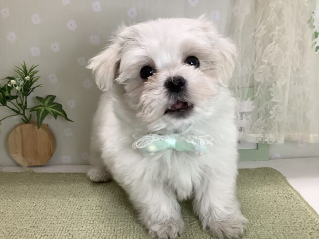 愛媛県のマルチーズ (アミーゴ松山久米店/2026年1月31日生まれ/男の子/ホワイト)の子犬の2枚目の画像