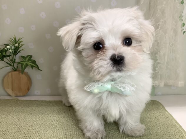 愛媛県のマルチーズ (アミーゴ松山久米店/2026年1月31日生まれ/男の子/ホワイト)の子犬の3枚目の画像