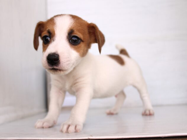 兵庫県のジャックラッセルテリア (ペット・プラザ アミーゴ神戸灘店/2026年2月8日生まれ/男の子/ホワイトタン)の子犬の3枚目の画像