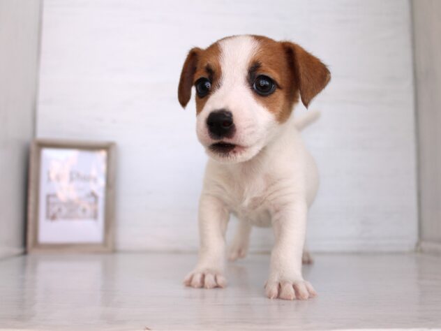 兵庫県のジャックラッセルテリア (ペット・プラザ アミーゴ神戸灘店/2026年2月8日生まれ/男の子/ホワイトタン)の子犬の2枚目の画像