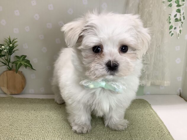 愛媛県のマルチーズ (アミーゴ松山久米店/2026年1月31日生まれ/男の子/ホワイト)の子犬の1枚目の画像