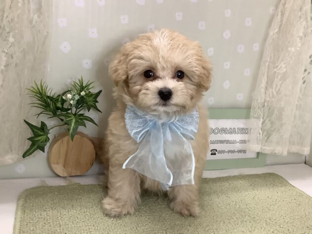 愛媛県のハーフ犬・ミックス犬 (アミーゴ松山久米店/2026年2月1日生まれ/男の子/クリーム)の子犬の2枚目の画像