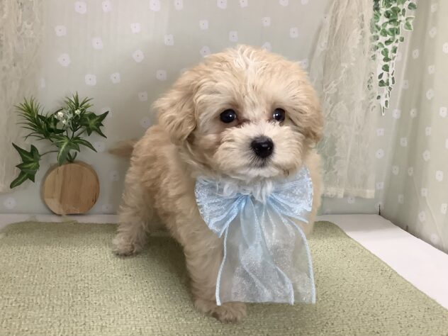 愛媛県のハーフ犬・ミックス犬 (アミーゴ松山久米店/2026年2月1日生まれ/男の子/クリーム)の子犬の3枚目の画像