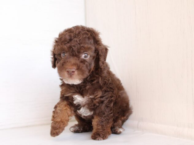 兵庫県のトイプードル(トイ) (ペット・プラザ アミーゴ神戸灘店/2026年2月6日生まれ/男の子/ブラウンホワイト)の子犬の4枚目の画像