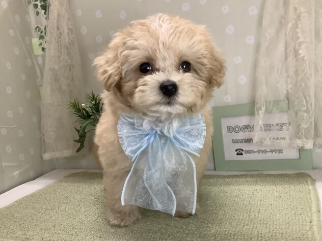 愛媛県のハーフ犬・ミックス犬 (アミーゴ松山久米店/2026年2月1日生まれ/男の子/クリーム)の子犬の1枚目の画像