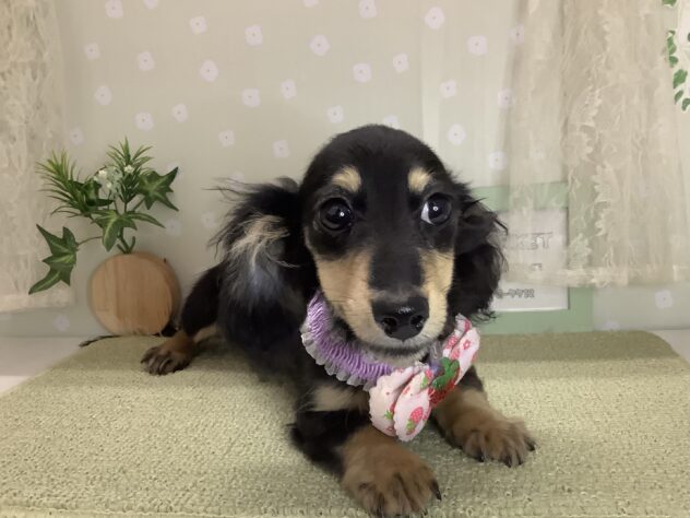 愛媛県のトイプードル(トイ) (アミーゴ松山久米店/2025年11月18日生まれ/女の子/ブラックイエロー)の子犬の2枚目の画像