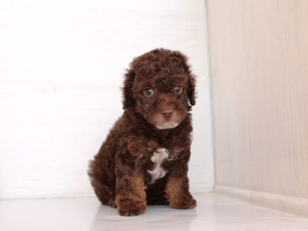 兵庫県のトイプードル(トイ) (ペット・プラザ アミーゴ神戸灘店/2026年2月6日生まれ/男の子/ブラウンホワイト)の子犬の1枚目の画像