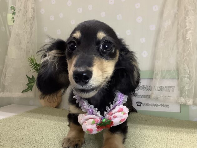 愛媛県のトイプードル(トイ) (アミーゴ松山久米店/2025年11月18日生まれ/女の子/ブラックイエロー)の子犬の3枚目の画像