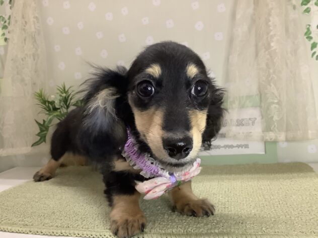 愛媛県のトイプードル(トイ) (アミーゴ松山久米店/2025年11月18日生まれ/女の子/ブラックイエロー)の子犬の1枚目の画像