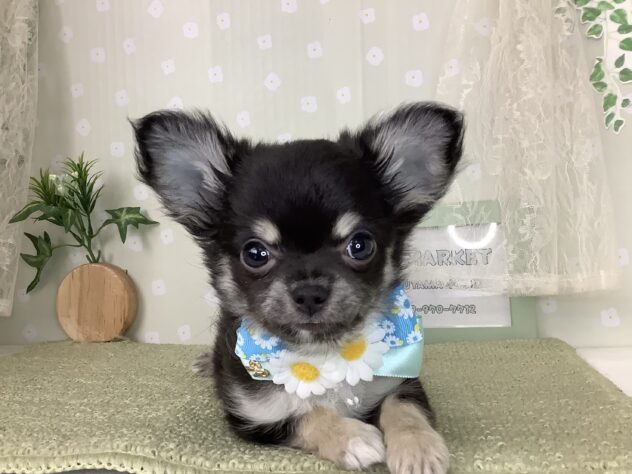 愛媛県のチワワ(ロング) (アミーゴ松山久米店/2026年2月7日生まれ/男の子/ブラックタンホワイト)の子犬の2枚目の画像